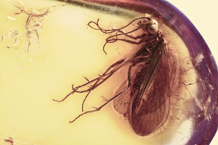 Detailed Fossil Caddisfly (Trichoptera) In Baltic Amber #357861